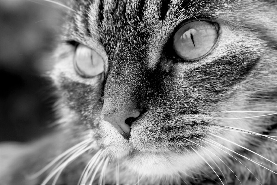 Tiger cat domestic cat cat's eyes