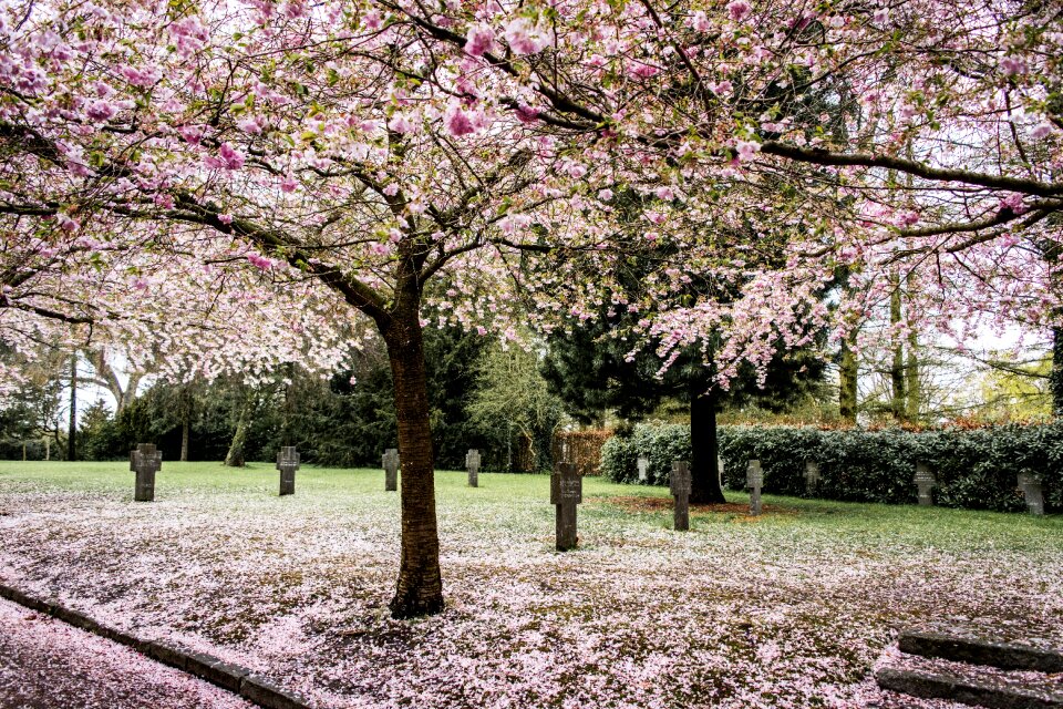 Blossom cherry nature