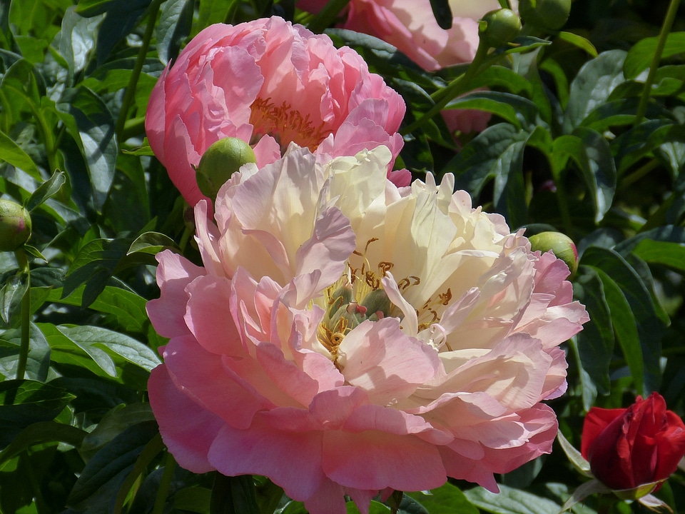 Bloom nature flora