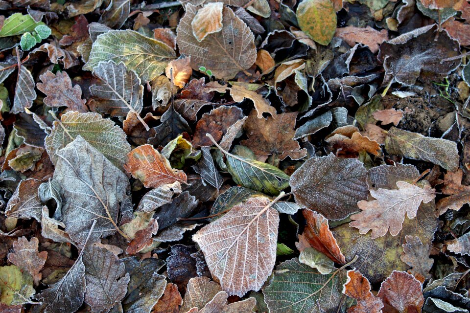 Nature frozen winter
