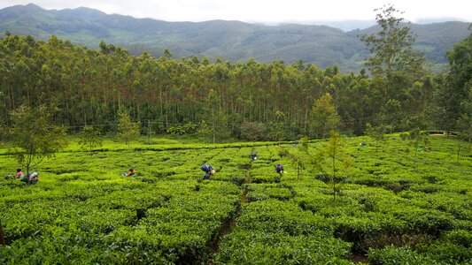 Tea green agriculture photo