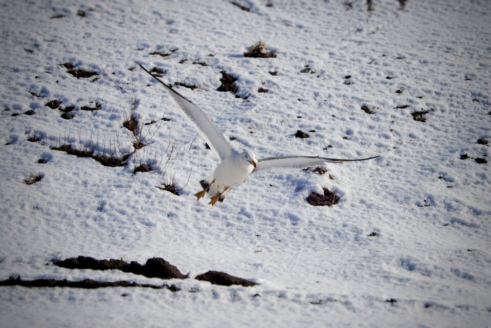 Seagull seabird wild animal