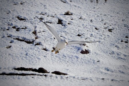 Seagull seabird wild animal