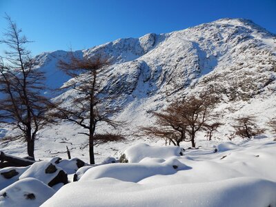 Landscape winter fir