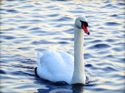 White water bird white swan