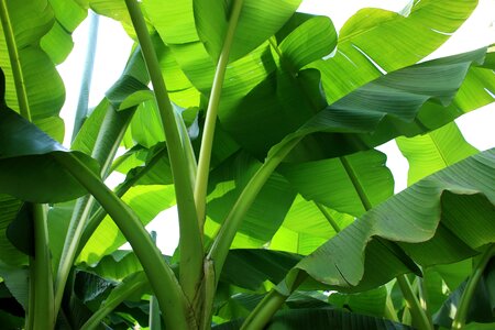 Banana plant shrub tropical