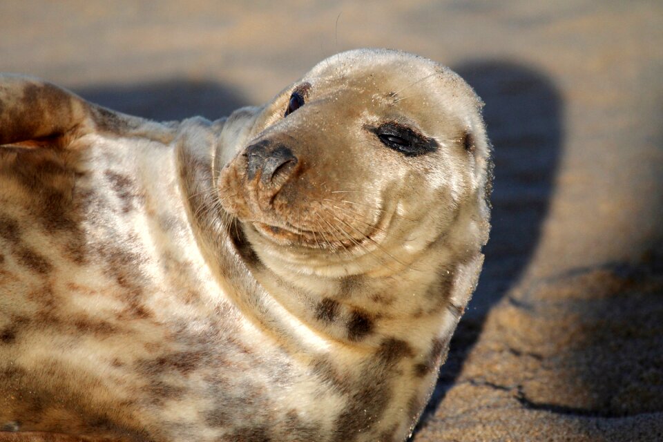 Mammal marine resting