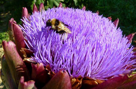 Forage bee garden