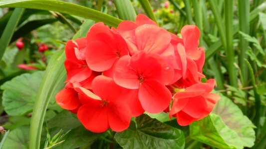 Fauna nature plant