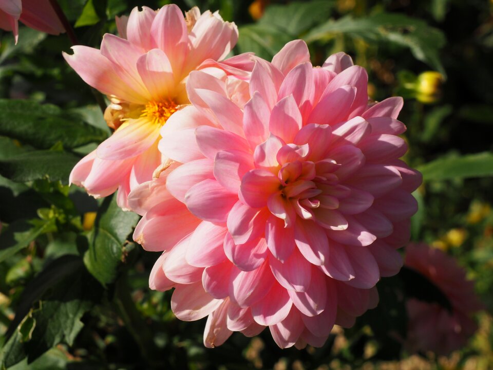 Garden summer blossom