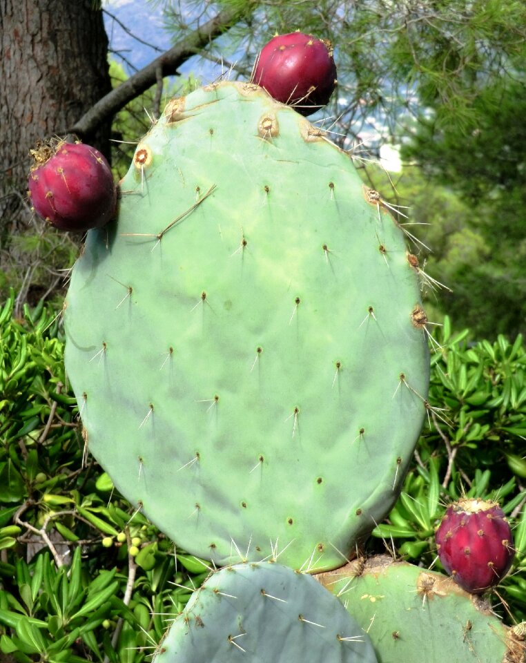 Nature thorns prickly pear