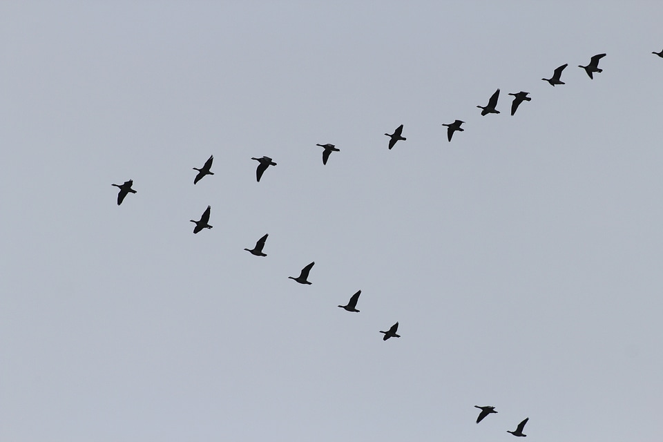 Swarm formation wild geese photo