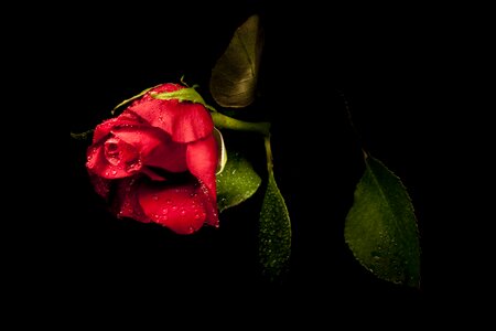 The leaves are rosa garcia