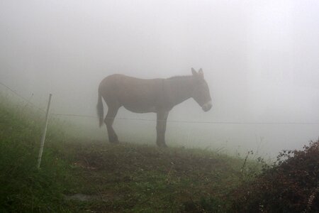 Animal lonely mule