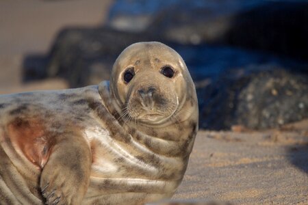Wildlife marine animal