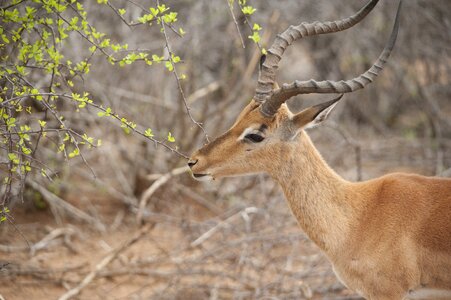 Impala deer-like kruger