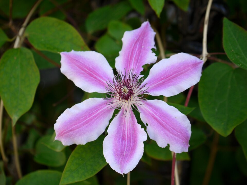 Bloom climber plant purple