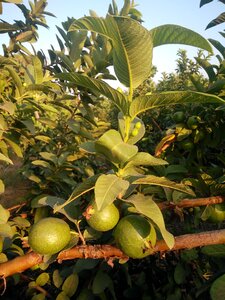 Guava fruit guava plant photo