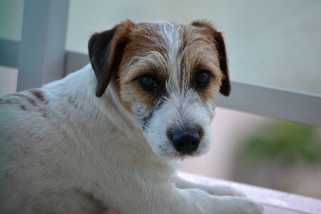 Pet animal jack russell terrier photo