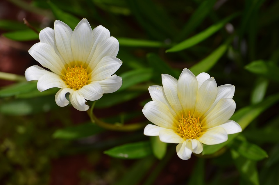 Floral plants natural