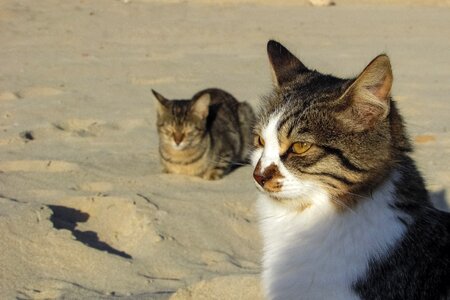 Animal cute outdoor