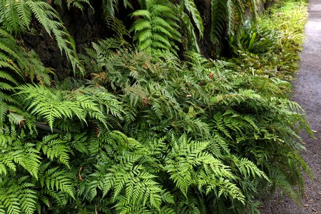 Leaf nature plant forest photo