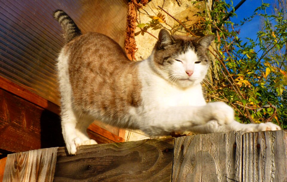 Domestic animal cat lying animal