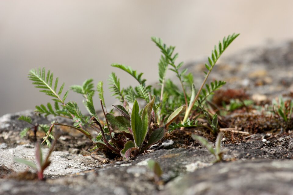 Green plant vegetation