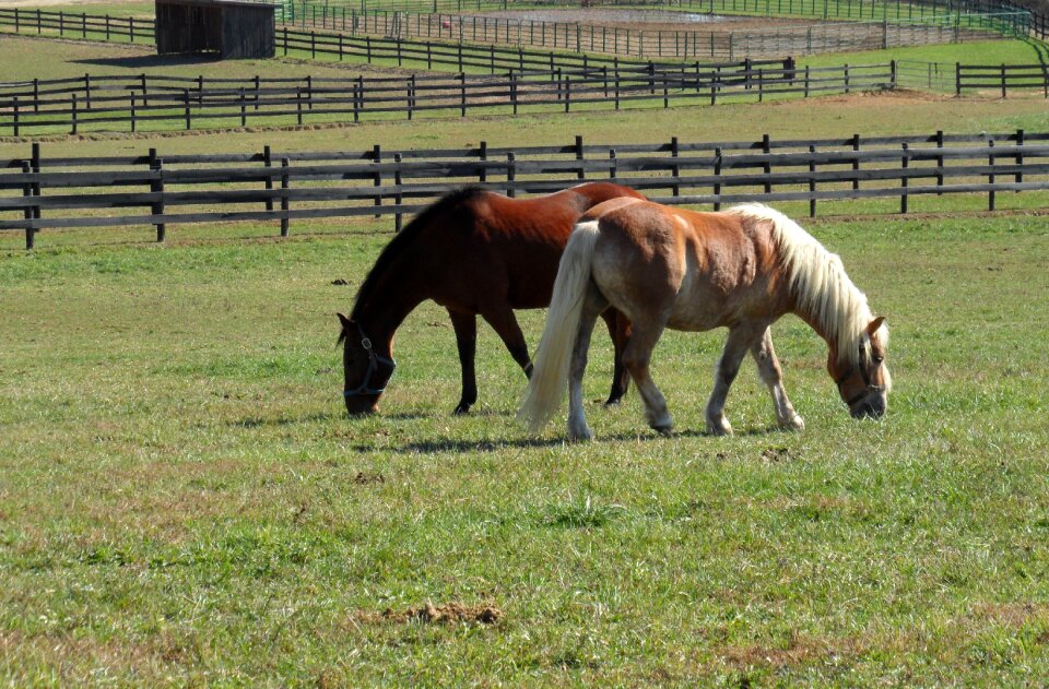 Graze haflinger outdoor