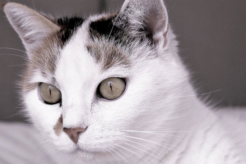 Tiger cat domestic cat cat's eyes