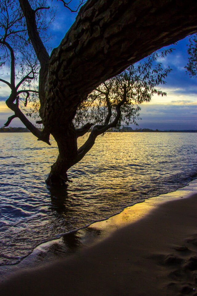 Tree water landscape