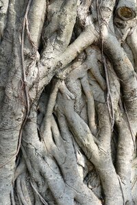 Tree root log devoured photo