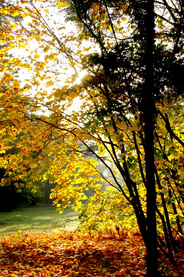 Autumn leaves red leaf yellow