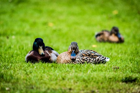 Animal bird green photo