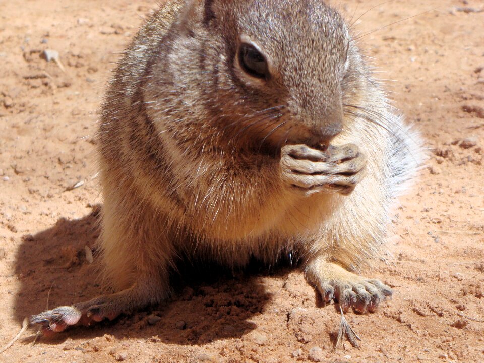 Nature rodent mammal