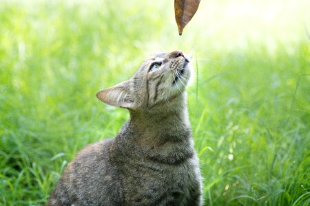 Rest cats animal