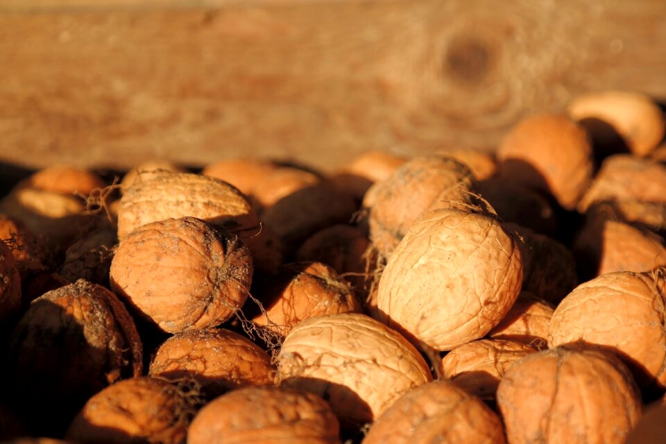 Nuts harvest autumn