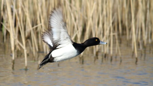 Pond feathers nature photo