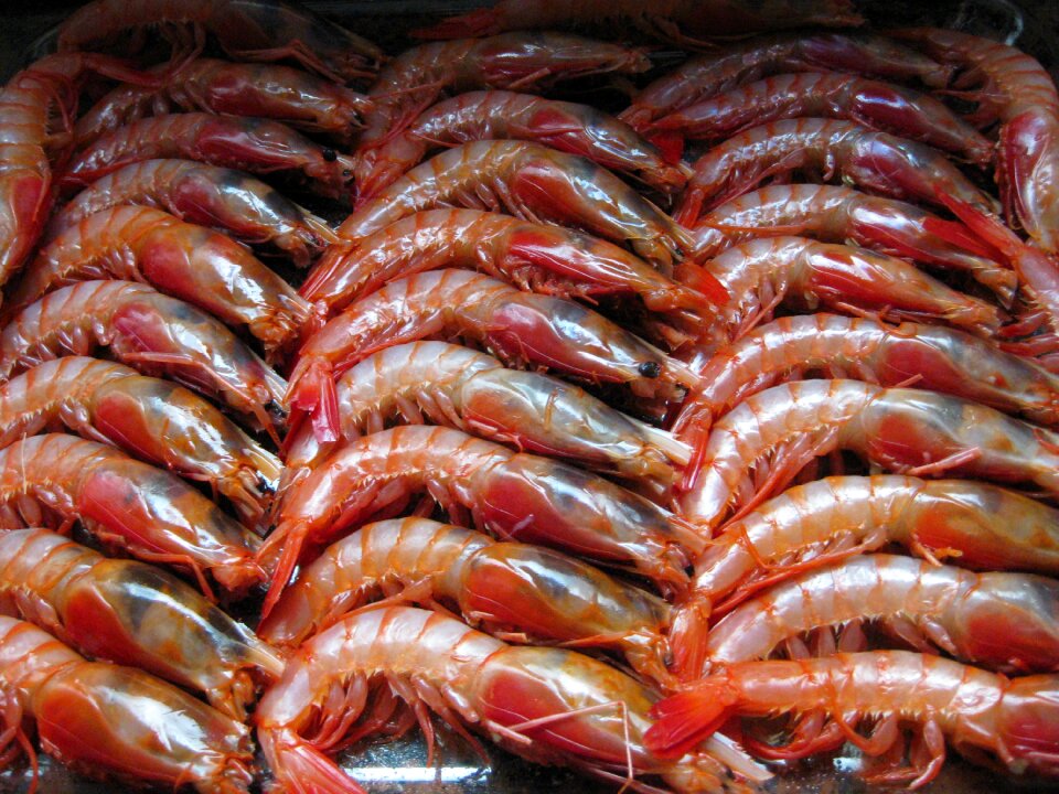 Christmas seafood spread
