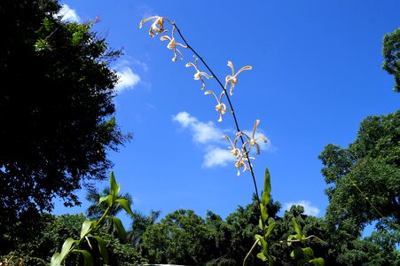 Flower sky cloud