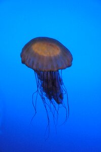 Sea jellyfish fish photo