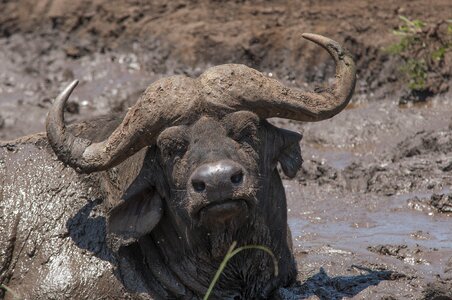 Mud dirt animal