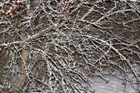 Winter winter landscape tree photo