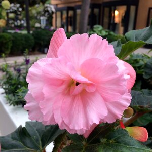 Natural summer decoration