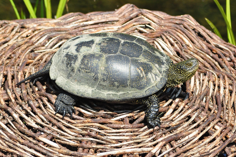Turtle the animal small