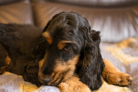 Brown fur sad pet photo