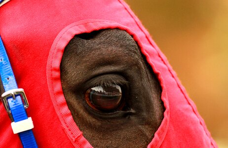 Race horse eyes eye photo