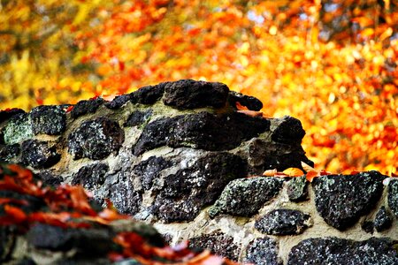 Stone wall autumn fall foliage