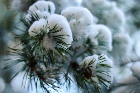 Christmas tree mood december