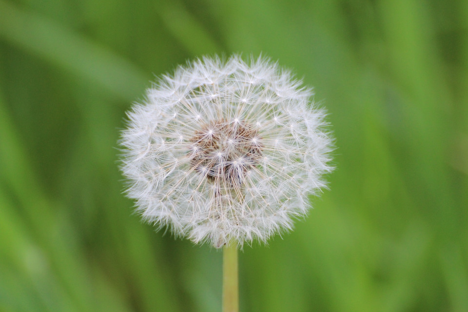 Korbblüter taraxacum sect ruderalia